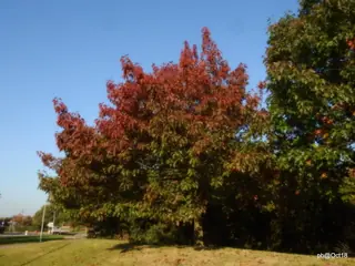 Red Oak habit
