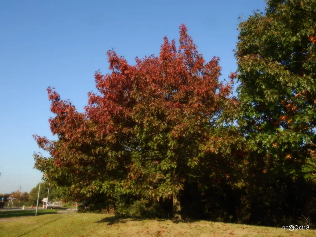 Red Oak