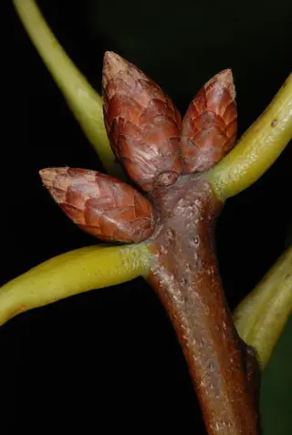 Oak — Red (Quercus rubra) — mature form