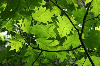 Oak — Red (Quercus rubra) — foliage