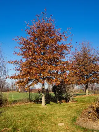 Shumard Oak (Quercus shumardii), foliage