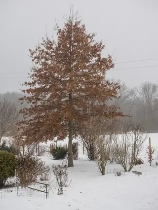 Shumard Oak (Quercus shumardii), habit