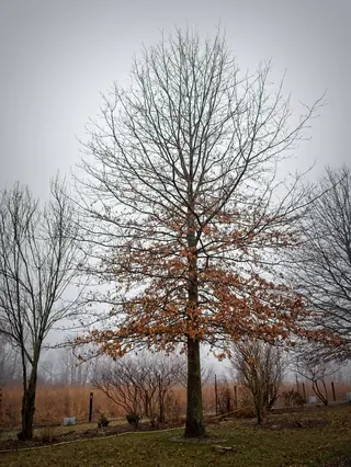 Shumard Oak (Quercus shumardii), bloom