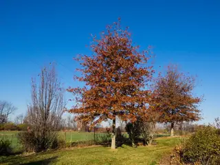 Shumard Oak (Quercus shumardii), mature form
