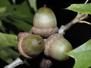 Oak — Shumard (Quercus shumardii)