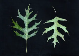 Oak — Shumard (Quercus shumardii) — mature form