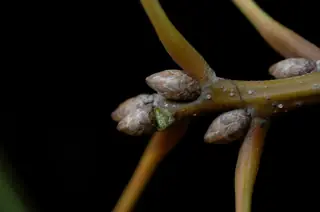 Oak — Shumard (Quercus shumardii) — foliage