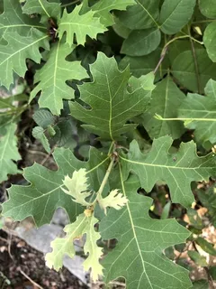 Oak — Shumard (Quercus shumardii) — bloom