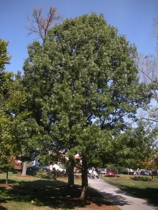 Oak, Shumard