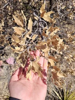 Oak — Wavyleaf (Quercus undulata)