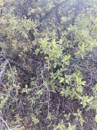 Wavyleaf Oak (Quercus undulata), foliage
