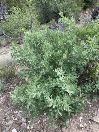 Wavyleaf Oak (Quercus undulata)