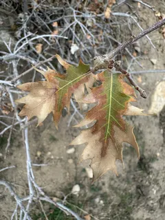 Oak — Wavyleaf (Quercus undulata) — mature form