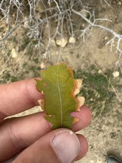 Oak — Wavyleaf (Quercus undulata) — foliage