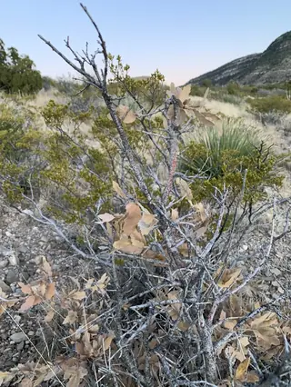 Wavyleaf Oak (Quercus undulata), mature form