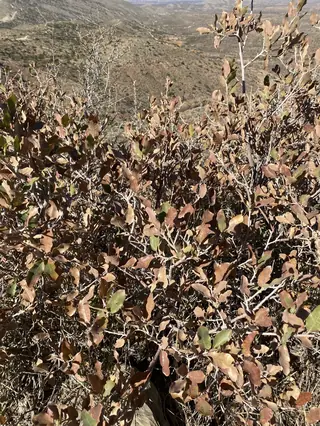 Wavyleaf Oak (Quercus undulata), fall color