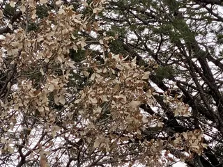 Wavyleaf Oak (Quercus undulata), bloom