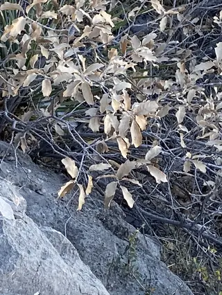 Wavyleaf Oak (Quercus undulata), habit