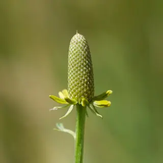 Prairie Coneflower (Ratibida columnifera) — mature form