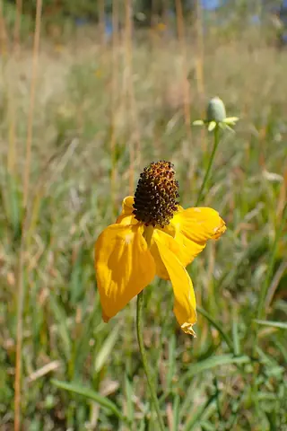 Prairie Coneflower (Ratibida columnifera) — foliage