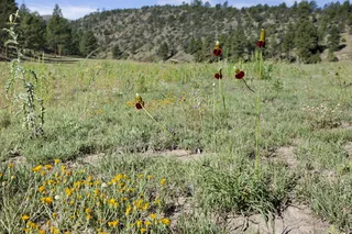 Prairie Coneflower (Ratibida columnifera) — bloom