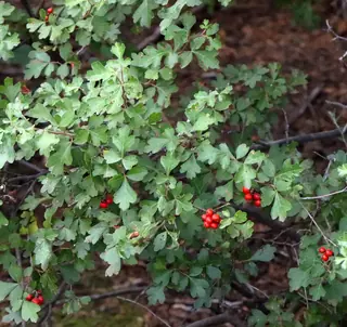 Fragrant sumac