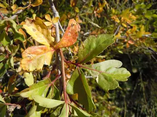 Fragrant sumac