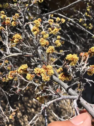 Fragrant sumac (Rhus aromatica) — mature form