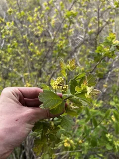 Fragrant sumac (Rhus aromatica) — foliage