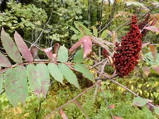 Smooth sumac (Rhus glabra), foliage