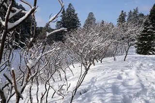 Smooth sumac