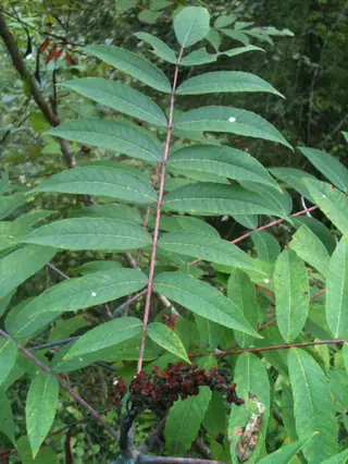 Smooth sumac