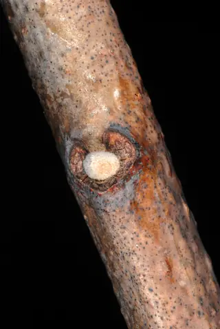 Smooth sumac (Rhus glabra) — mature form
