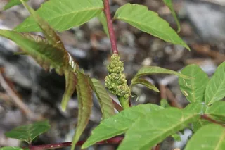 Smooth sumac (Rhus glabra) — foliage