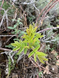 Smooth sumac (Rhus glabra) — bloom