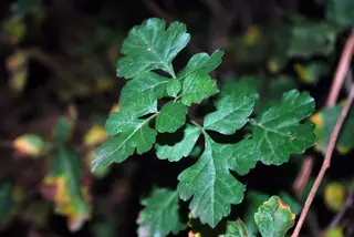 Three-leaf sumac