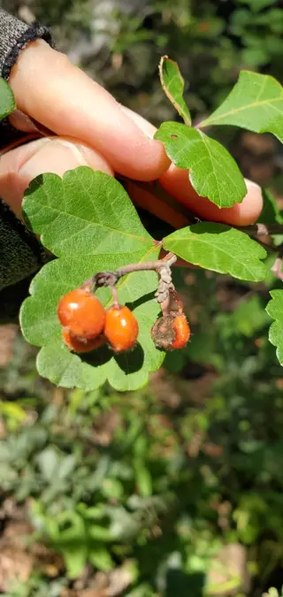 Three-leaf sumac