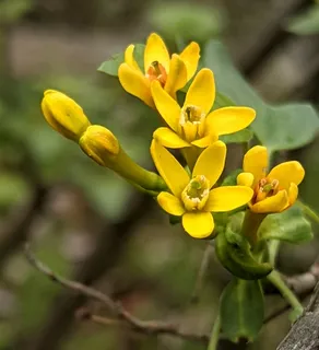 Golden currant (Ribes aureum) — mature form