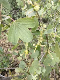Golden currant (Ribes aureum) — foliage