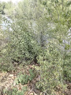 Golden currant (Ribes aureum) — bloom