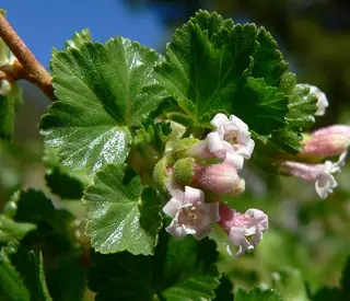 Wax currant