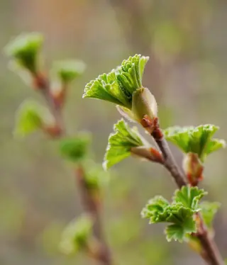 Wax currant (Ribes cereum) — mature form