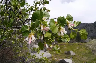 Wax currant (Ribes cereum) — foliage