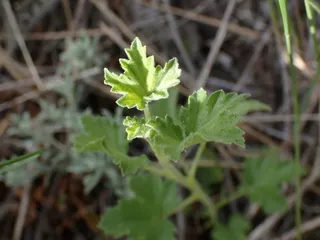 Wax currant (Ribes cereum) — bloom