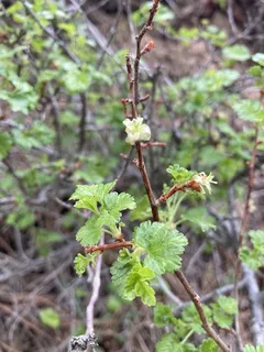 Wax currant (Ribes cereum) — fall color