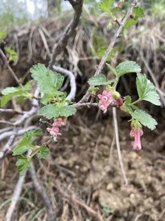 Wax currant (Ribes cereum) — habit