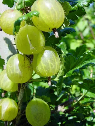 Red Jacket gooseberry