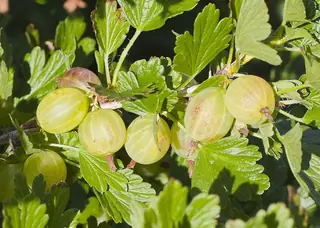 Red Jacket gooseberry (Ribes uva-crispa 'Red Jacket') — mature form