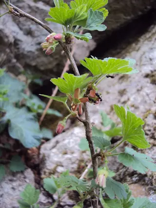Red Jacket gooseberry (Ribes uva-crispa 'Red Jacket') — foliage
