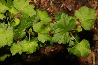 Red Jacket gooseberry (Ribes uva-crispa 'Red Jacket') — bloom
